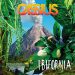 cassius-ibifornia